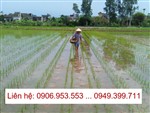 www.123nhanh.com: THIẾT BỊ KHẢO NGHIỆM GIỐNG NÔNG NGHIỆP